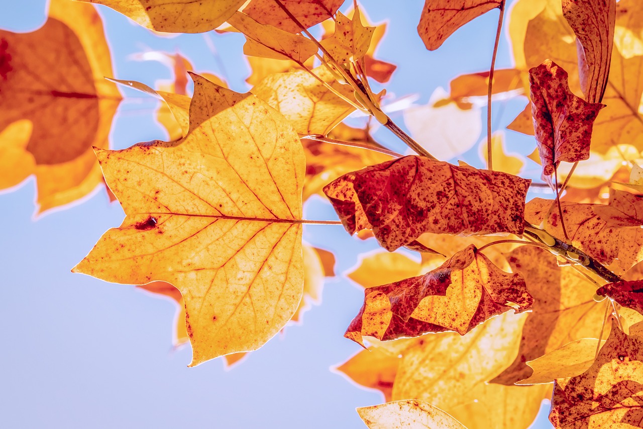 Preserving Leaves for Year-Round Crafts